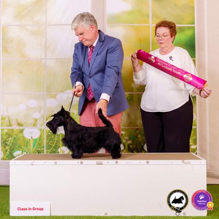Scottish Terrier for sale by DUMBARTONS