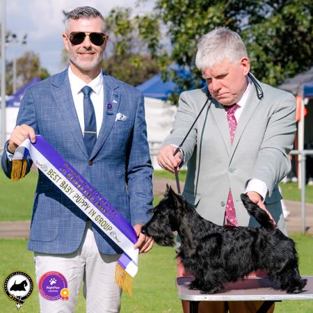 Scottish Terrier for sale by DUMBARTONS