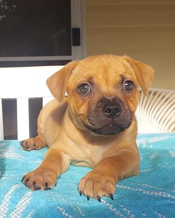 Staffordshire Bull Terrier puppy for sale by TOFFEESTAFFS