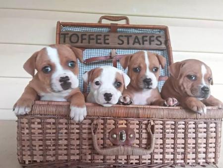 Staffordshire Bull Terrier for sale by TOFFEESTAFFS