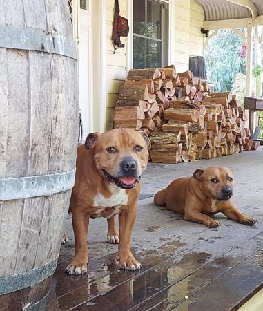 Staffordshire Bull Terrier for sale by TOFFEESTAFFS