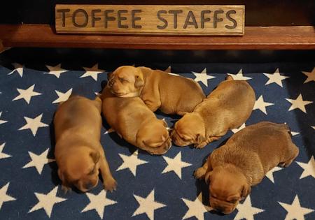 Staffordshire Bull Terrier puppy for sale by TOFFEESTAFFS