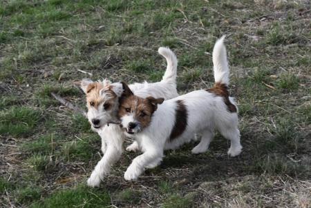 Jack Russell Terrier puppy for sale by SWYNFORD