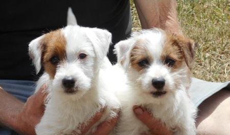 Jack Russell Terrier for sale by SWYNFORD