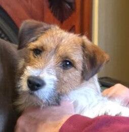 Jack Russell Terrier for sale by SWYNFORD