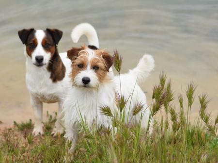 Jack Russell Terrier for sale by SWYNFORD