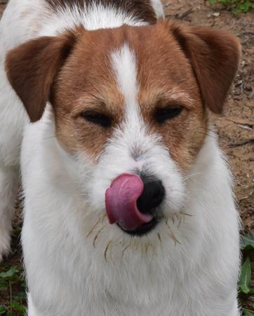 Jack Russell Terrier for sale by SWYNFORD