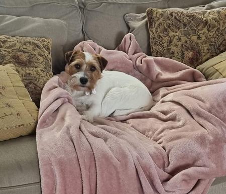 Jack Russell Terrier for sale by SWYNFORD