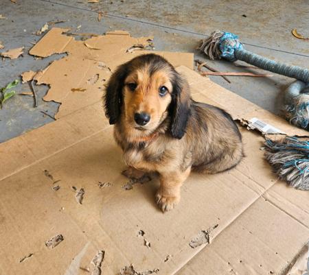 Dachshund (Long Haired) puppy for sale by CHARLMAGNE