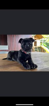 Staffordshire Bull Terrier for sale by KYSBURLY