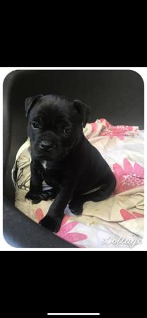Staffordshire Bull Terrier for sale by KYSBURLY