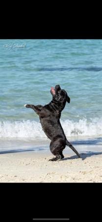 Staffordshire Bull Terrier for sale by KYSBURLY