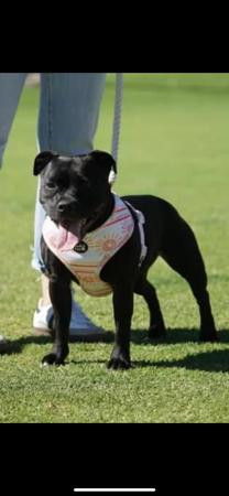 Staffordshire Bull Terrier for sale by KYSBURLY