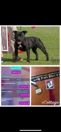 Staffordshire Bull Terrier for sale by KYSBURLY