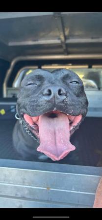 Staffordshire Bull Terrier for sale by KYSBURLY