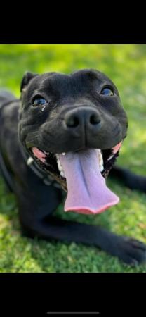 Staffordshire Bull Terrier for sale by KYSBURLY