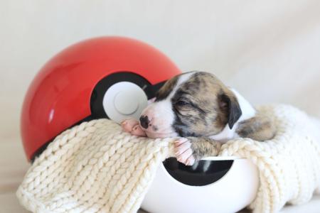 Whippet for sale by NABIHAH