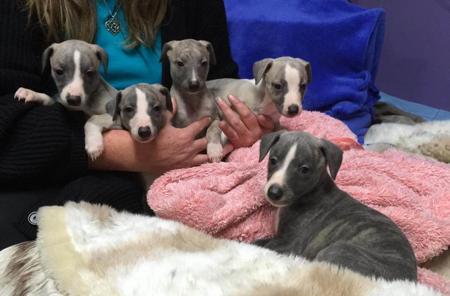 Whippet for sale by NABIHAH