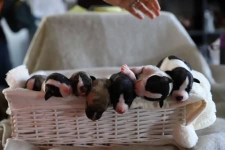 Whippet for sale by NABIHAH