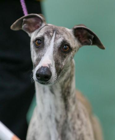 Whippet for sale by NABIHAH