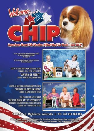 Cavalier King Charles Spaniel for sale by KQRAC