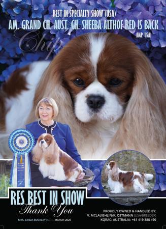 Cavalier King Charles Spaniel for sale by KQRAC