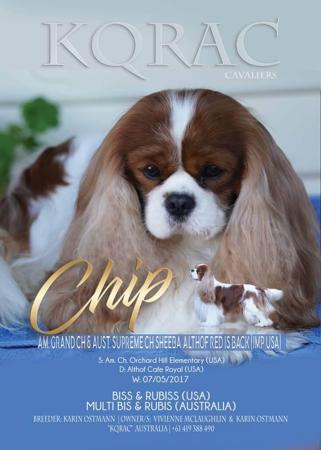 Cavalier King Charles Spaniel for sale by KQRAC