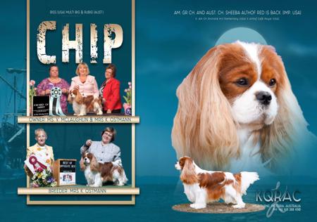 Cavalier King Charles Spaniel for sale by KQRAC