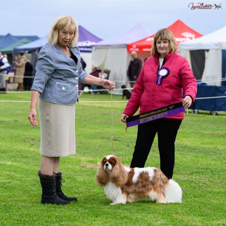 RUBISS…..Aust. CH. C.I.B.-J. CH. Kqrac Tell ‘Em Whatever U Want Cavalier King Charles Spaniel