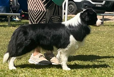 Border Collie for sale by BORDALACE