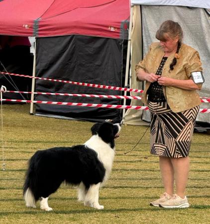 Border Collie for sale by BORDALACE
