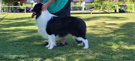 Border Collie for sale by BORDALACE