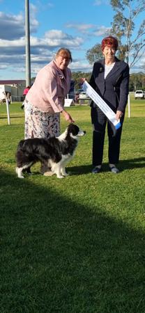 Border Collie for sale by BORDALACE