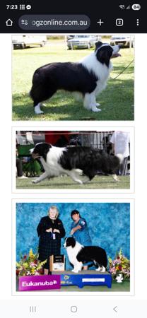 Border Collie for sale by BORDALACE