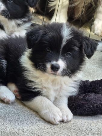 Border Collie puppy for sale by BORDALACE