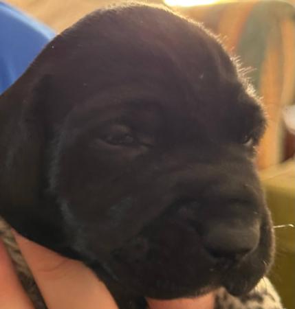 German Shorthaired Pointer for sale by ZEPHEURAE