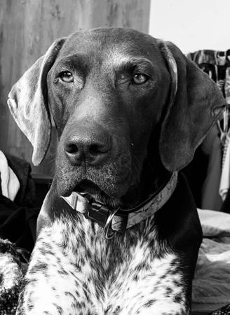 German Shorthaired Pointer for sale by ZEPHEURAE
