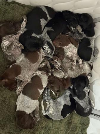 German Shorthaired Pointer for sale by ZEPHEURAE