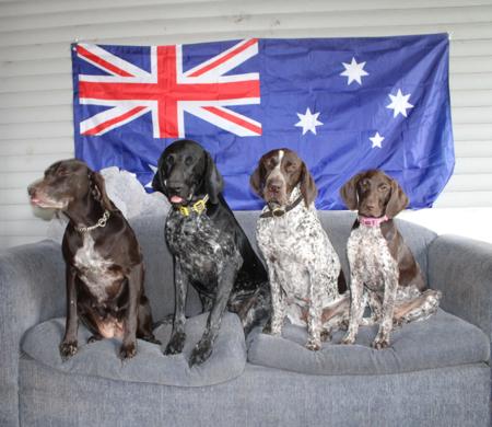 German Shorthaired Pointer for sale by ZEPHEURAE