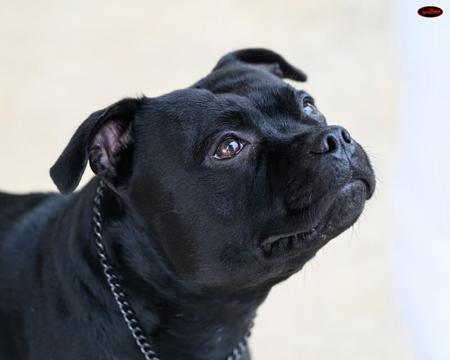 Aust Ch Rockport Little Spitfire (AI) - L2-HGA & HC Clear/ PHPV unaffected Staffordshire Bull Terrier