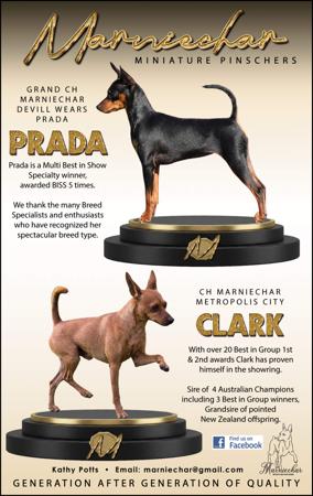 Miniature Pinscher for sale by MARNIECHAR