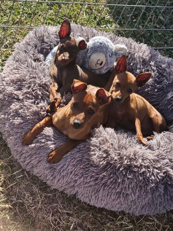Miniature Pinscher puppy for sale by MARNIECHAR
