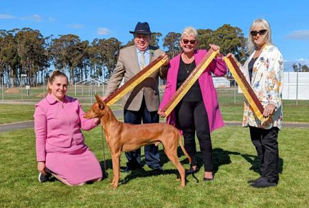Pharaoh Hound for sale by BROADMARSH