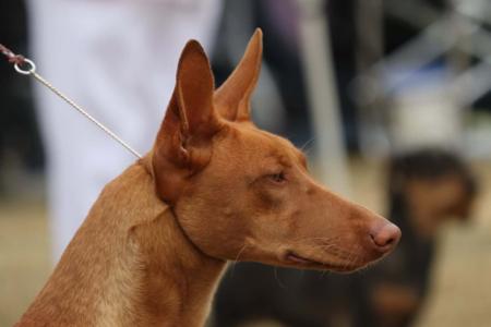 Pharaoh Hound for sale by ZENQIFT