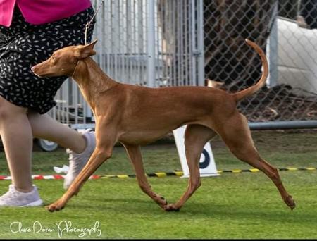 Pharaoh Hound for sale by ZENQIFT
