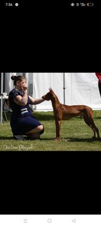 Pharaoh Hound for sale by ZENQIFT