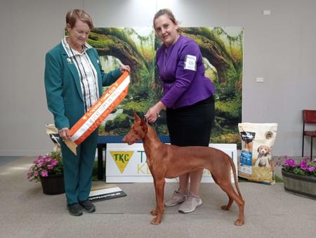 Pharaoh Hound for sale by ZENQIFT