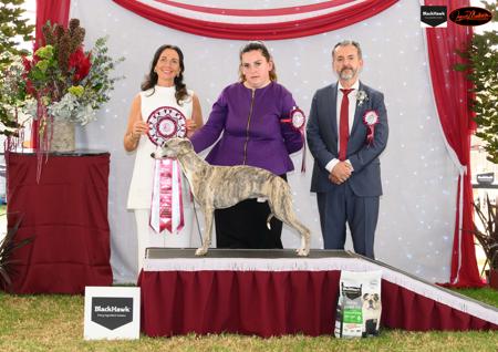 Whippet for sale by BROADMARSH