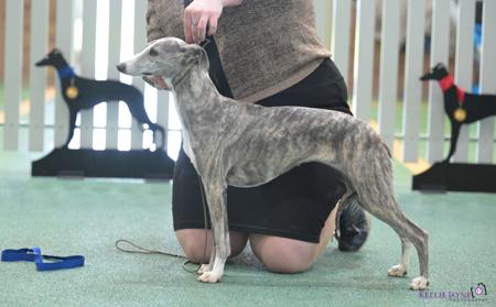 Whippet for sale by KALLREA