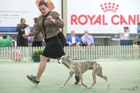 Whippet for sale by KALLREA
